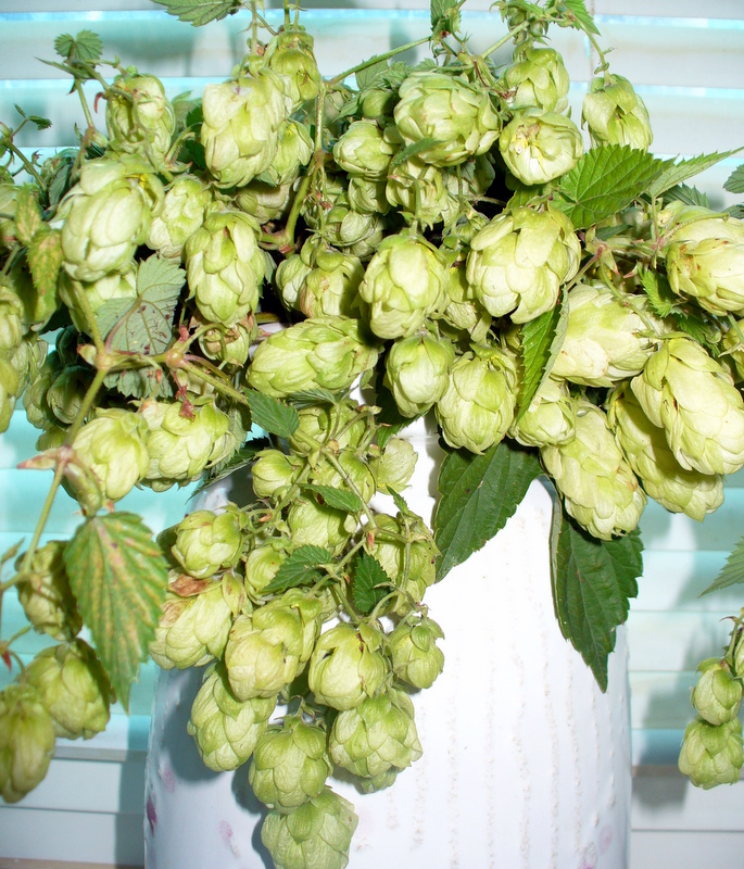 Coni di luppolo, Humulus lupulus, fra le foglie della pianta.